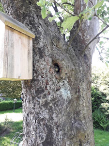 Pimpelmezen nest in een boom met een nestkast er naast
