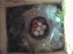 4 jonge mezen en 5 eieren