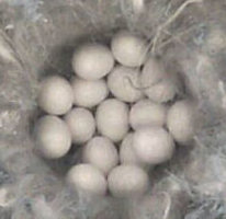 16 eieren