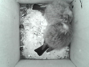 2 slapende pimpelmezen in een nestkast