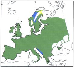 Groene gebied: jaarvogel - gele gebied: zomergast - blauwe gebied: wintergast 