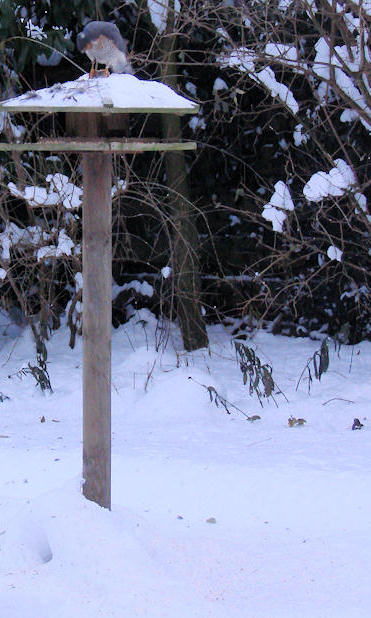 Sperwer op een bijna sneeuwvrij vogelvoerhuisje