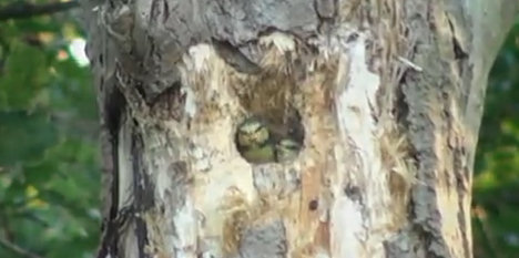 Nest in een boom