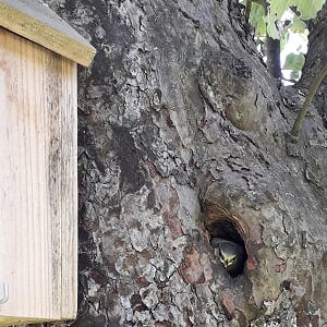 Pimpelmezen nest in een boom met een nestkast er naast
