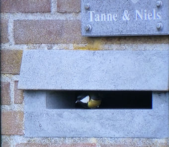 Koolmezen in brievenbus bij Tanne en Niels