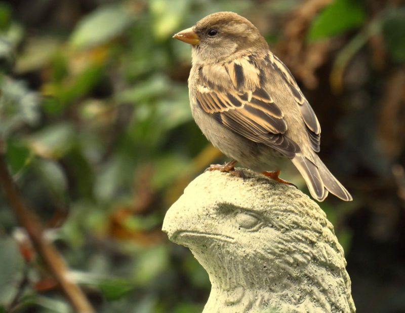 House Sparrow (Female)