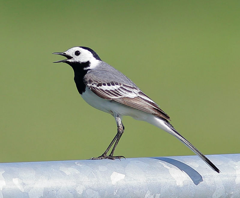 Pied White Wagtail