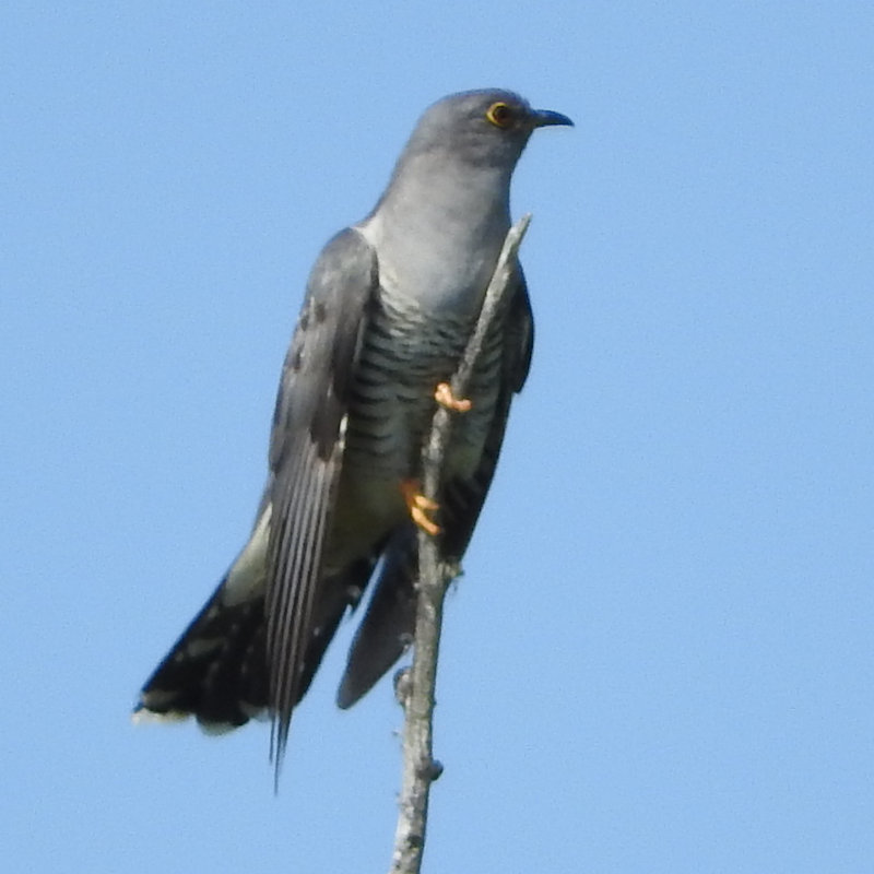 Eurasian Cuckoo