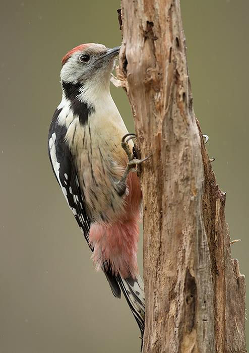Middle-spotted Woodpecker
