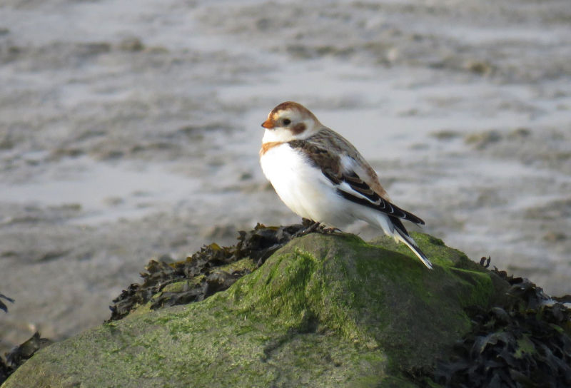 Snow Bunting (Male)
